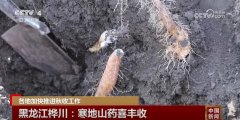 金秋十月五谷丰登各地秋收秋种工做“热