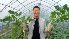 上蔡：生果萝卜种出好“