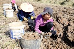 平桂区“芳林马蹄”机械化采收促增收
