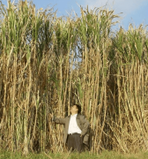 <b>样子像脚了甘蔗最高能够长到8米种下就能</b>