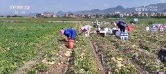 <b>聪慧农业撑起农户“荷包子” 农产物实现</b>