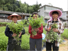 晋安峨嵋村：撂荒地“披绿生金”！